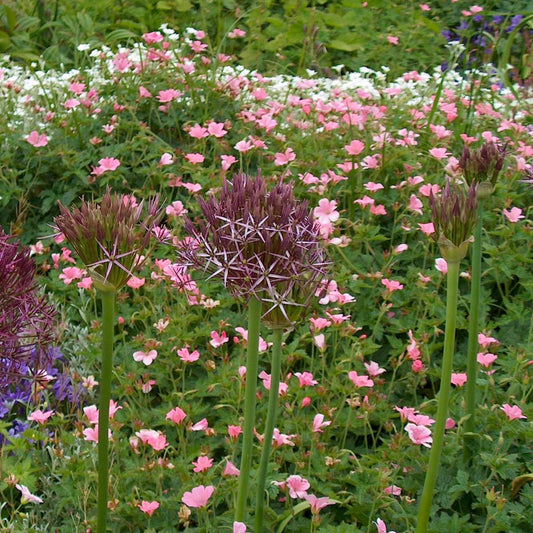 Alliumzwiebeln - 30 Stk - Allium 'Christophii' - Blumenzwiebeln - Lila