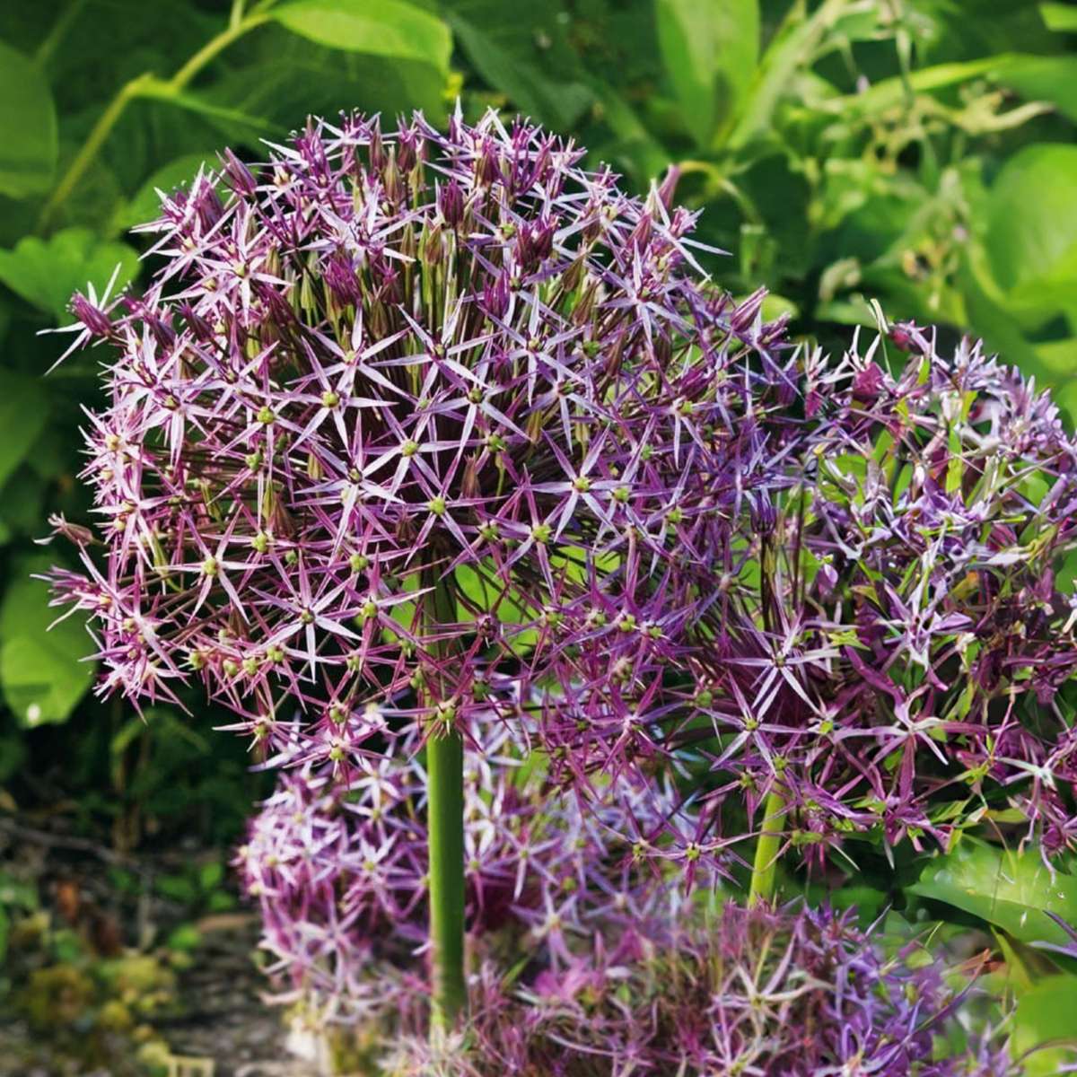 Alliumzwiebeln - 15 Stk - Allium 'Christophii' - Blumenzwiebeln - Lila