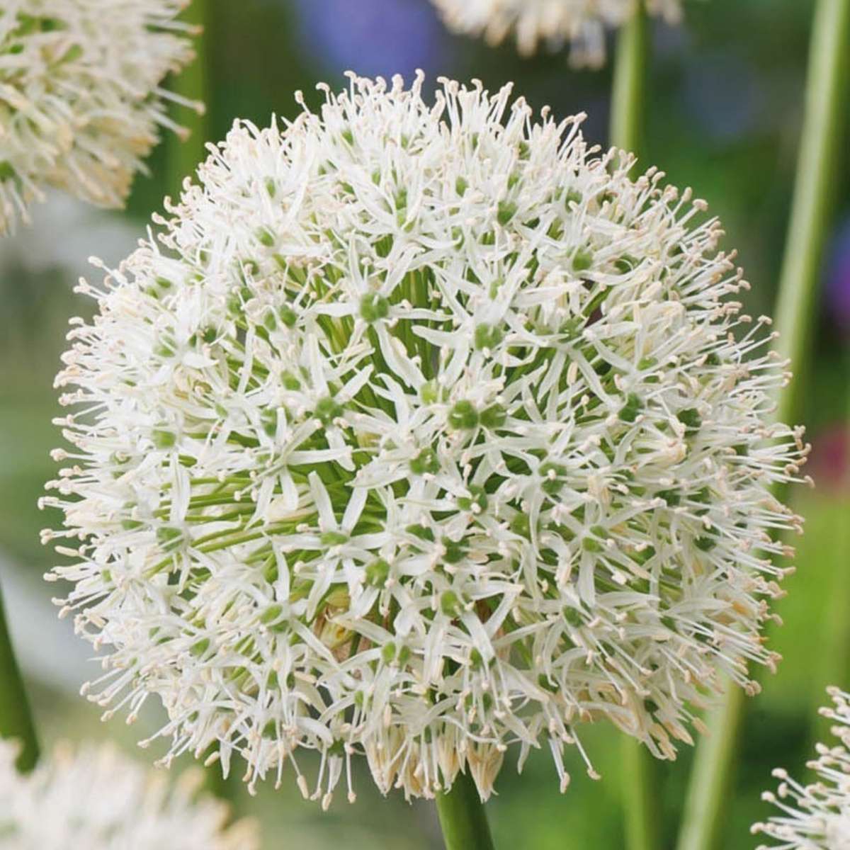 Alliumzwiebeln - 6 Stk - Allium 'Mount Everest' - Blumenzwiebeln - Weiß