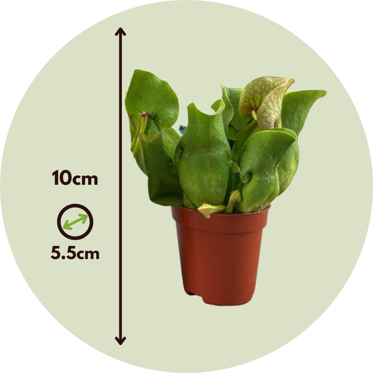 Other Green Houseplants Schlauchpflanze - 6 Stk - Sarracenia Purpurea - Höhe 10Cm - ⌀6Cm
