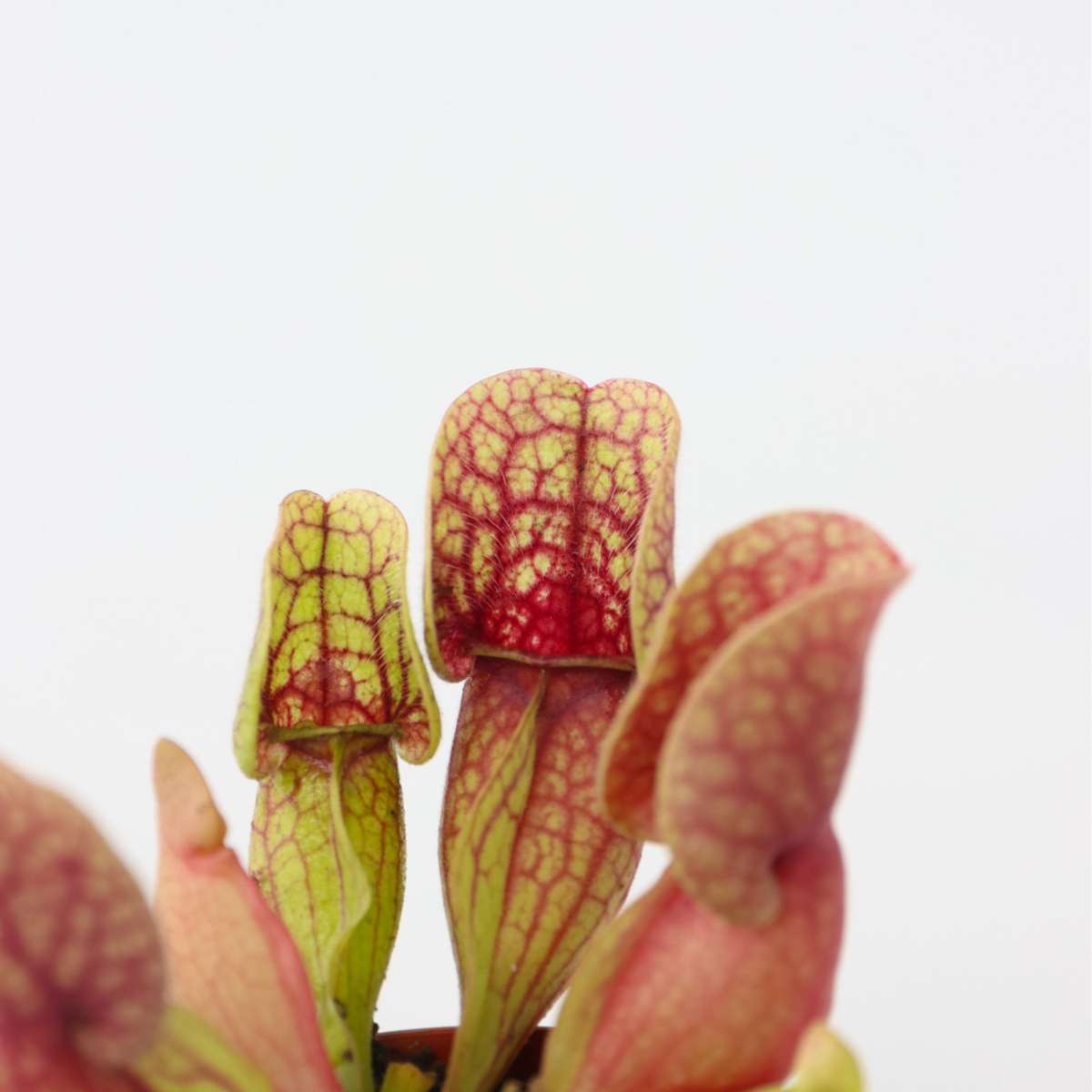 Other Green Houseplants Schlauchpflanze - 6 Stk - Sarracenia Purpurea - Höhe 10Cm - ⌀6Cm