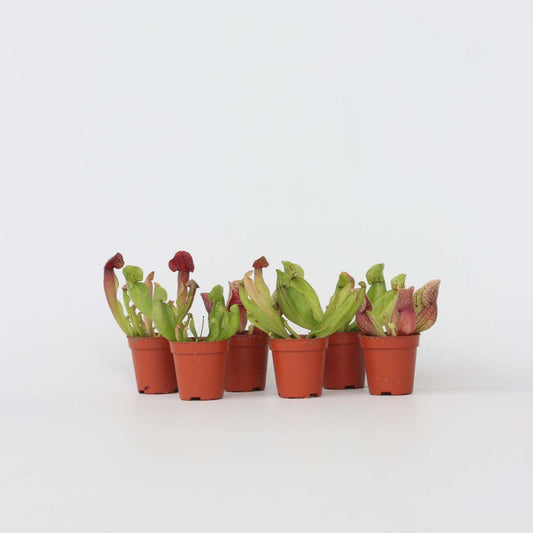Other Green Houseplants Schlauchpflanze - 6 Stk - Sarracenia Purpurea - Höhe 10Cm - ⌀6Cm