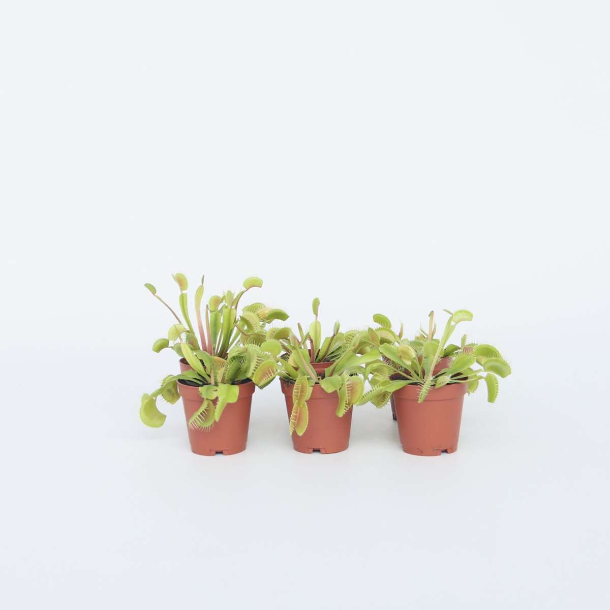Other Green Houseplants Venusfliegenfalle - 6 Stk - Dionaea Muscipula - Höhe 5-15Cm - ⌀6Cm