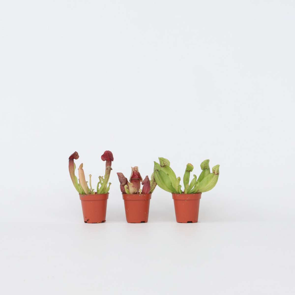 Other Green Houseplants Schlauchpflanze - 3 Stk - Sarracenia Purpurea - Höhe 10Cm - ⌀6Cm