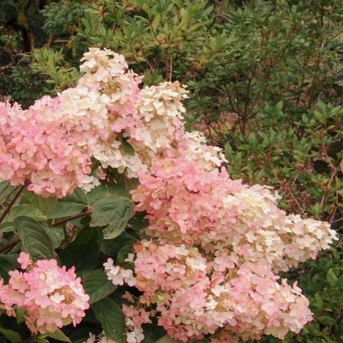 Hydrangea Hortensie - 3 Stk - Hydrangea Paniculata 'Pink Lady' - Höhe 25-40Cm - ⌀9Cm