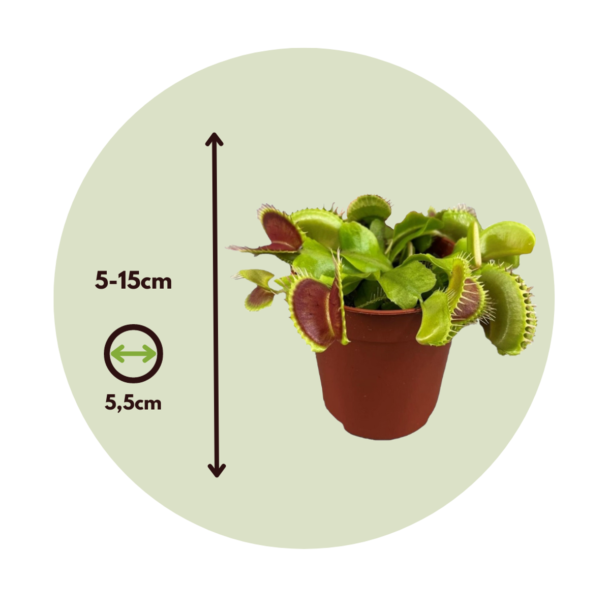 Other Green Houseplants Venusfliegenfalle - 3 Stk - Dionaea Muscipula - Höhe 5-15Cm - ⌀6Cm