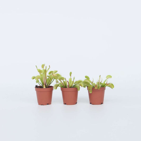 Other Green Houseplants Venusfliegenfalle - 3 Stk - Dionaea Muscipula - Höhe 5-15Cm - ⌀6Cm