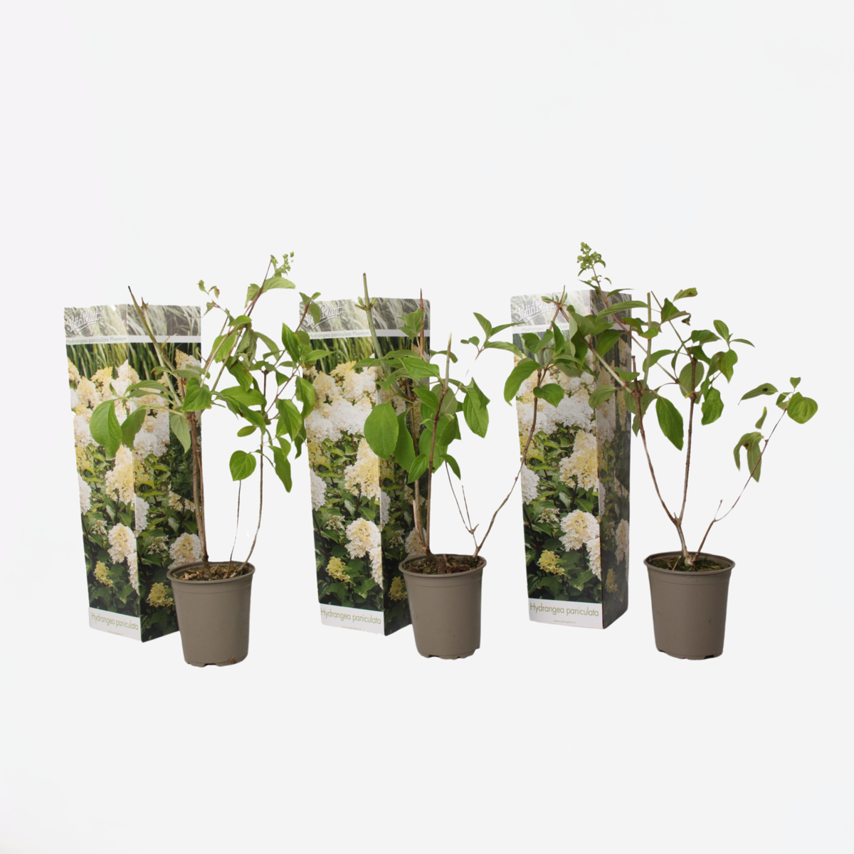 Hydrangea Hortensie - 3 Stk - Hydrangea Paniculata 'Phantom' - Höhe 25-40Cm - ⌀9Cm