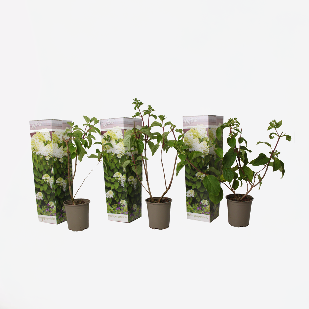 Hydrangea Hortensie - 3 Stk - Hydrangea Paniculata 'Silver Dollar' - Höhe 25-40Cm - ⌀9Cm