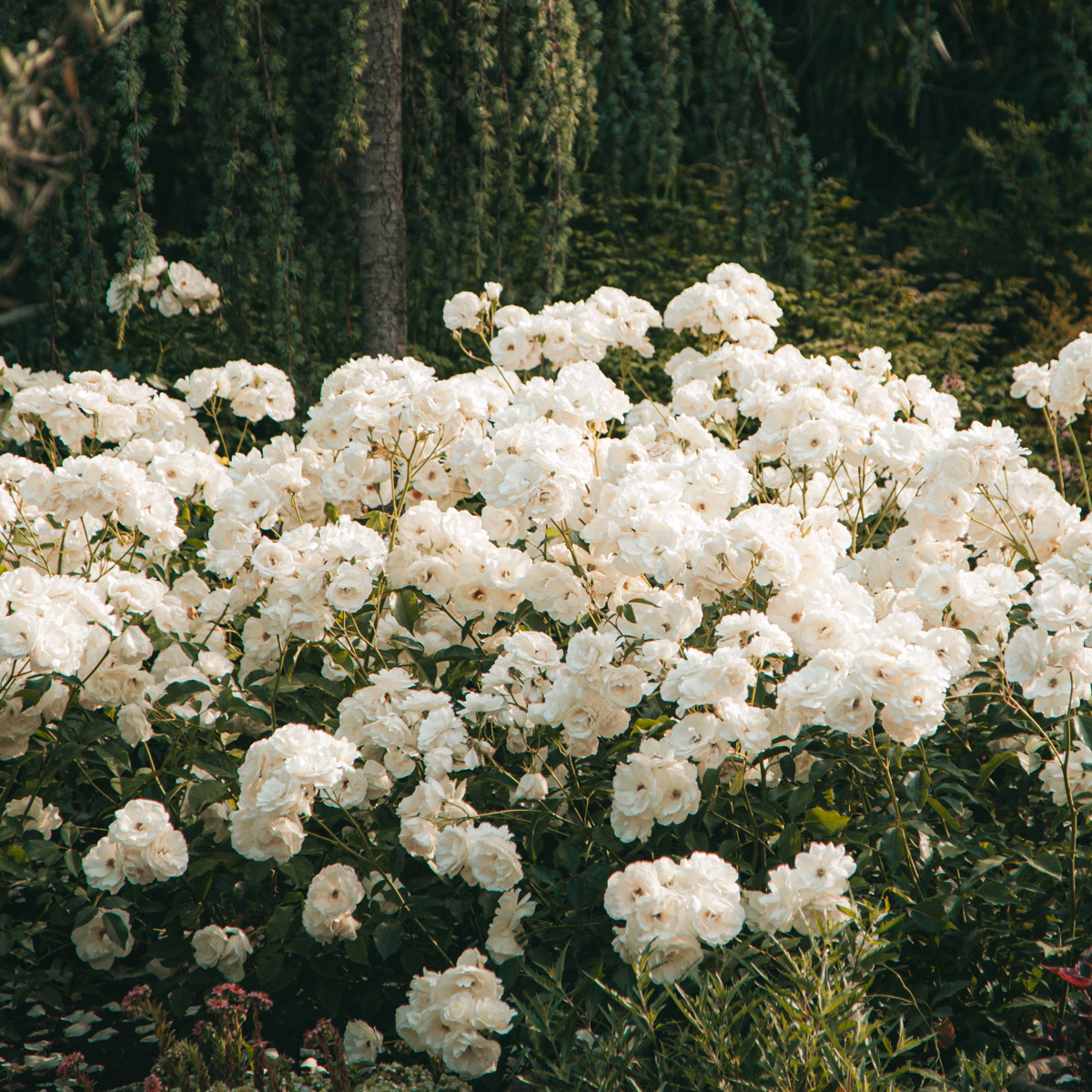 Rhododendron Rhododendren - 3 Stk - Rhododendron 'Cunningham's White' - Höhe 25-40Cm - ⌀9Cm