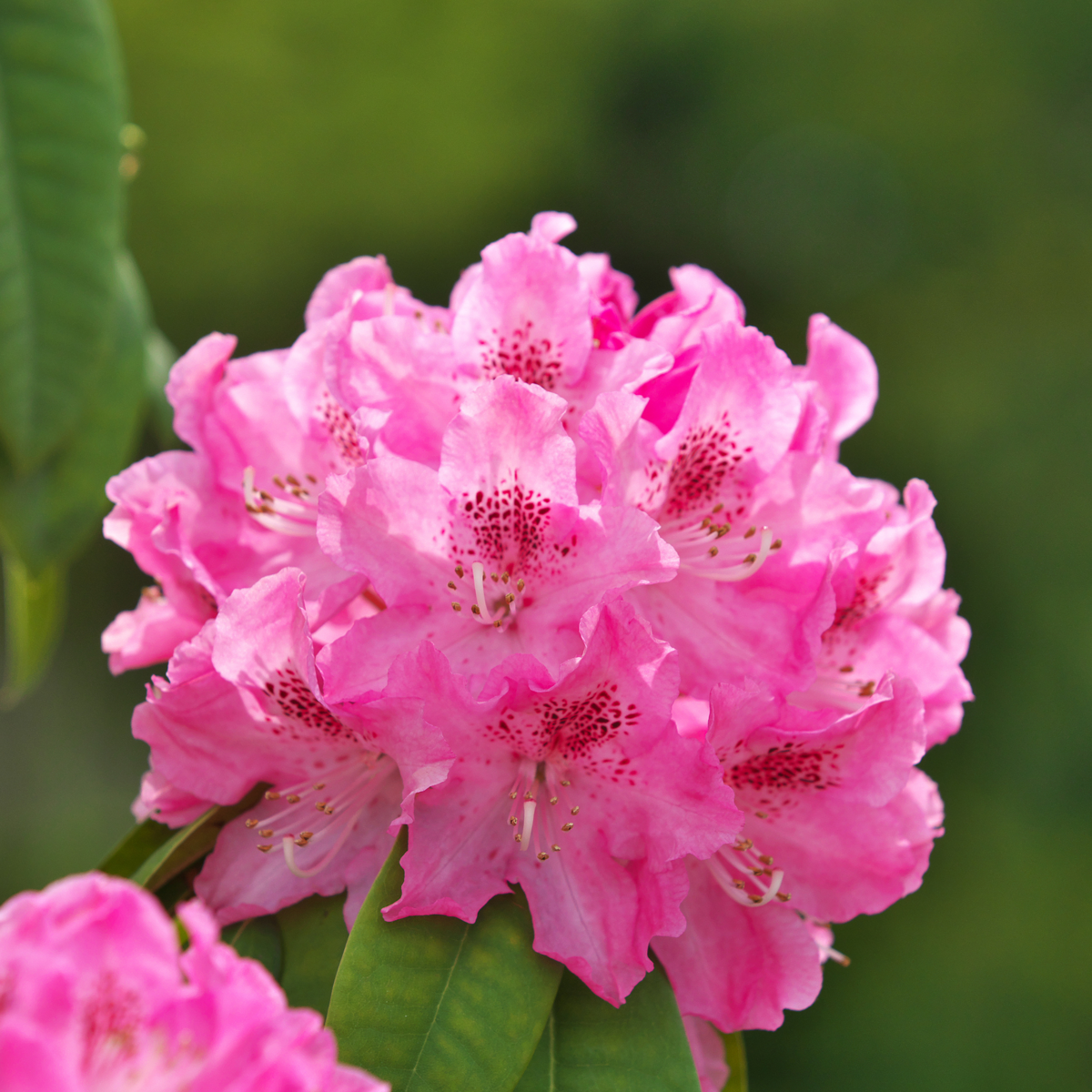 Rhododendron Rhododendren - 3 Stk - Rhododendron Roseum 'Elegans Pink' - Höhe 25-40Cm - ⌀9Cm