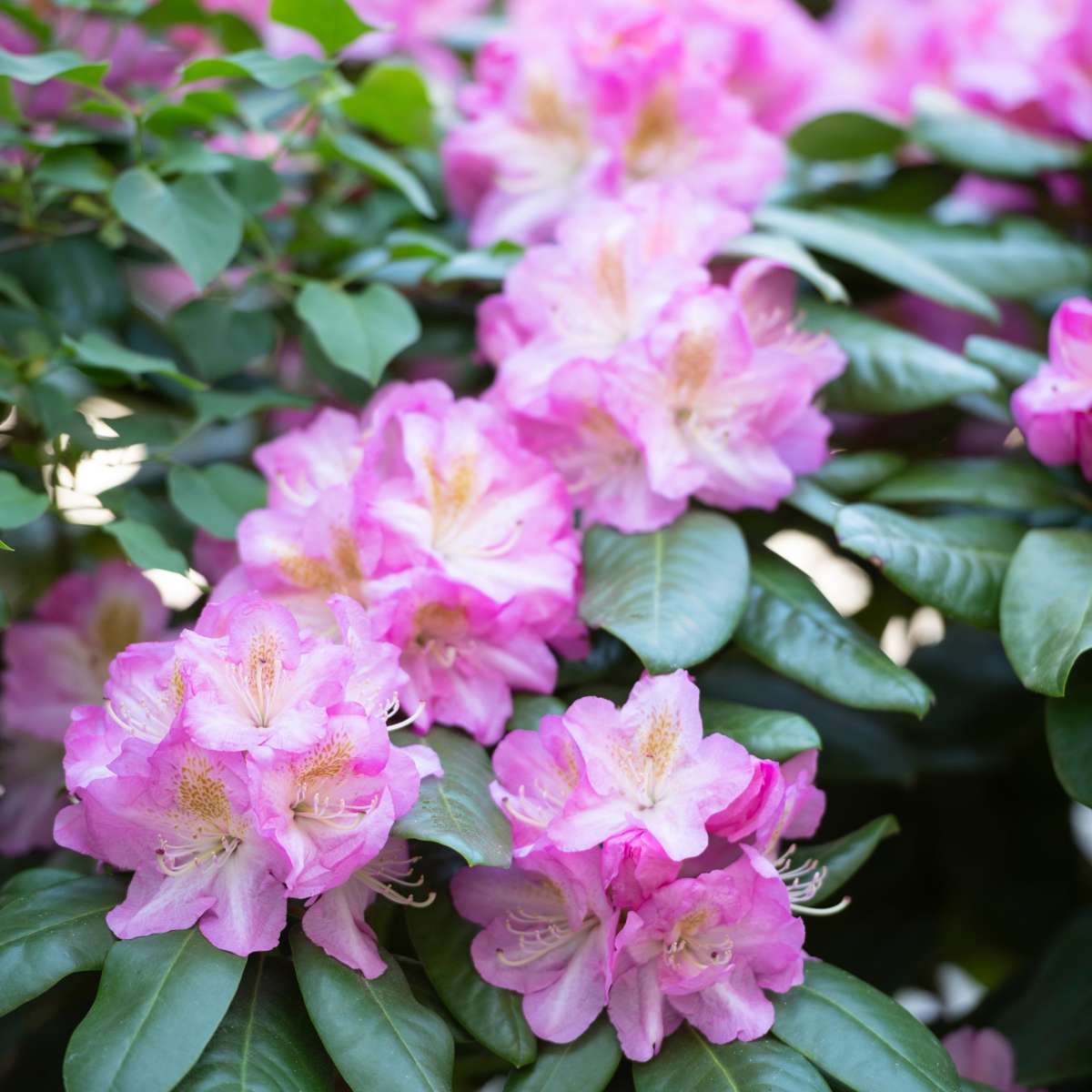 Rhododendron Rhododendren - 3 Stk - Rhododendron Roseum 'Elegans Pink' - Höhe 25-40Cm - ⌀9Cm