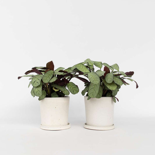 Ctenanthe Marante - 2 Stk - Ctenanthe Burle-Marxii 'Amagris' - Höhe 25-35Cm - ⌀14Cm