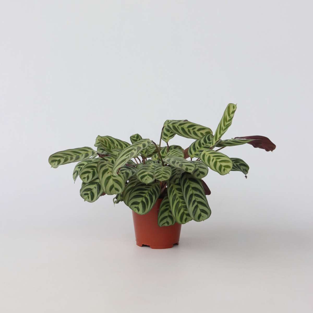Ctenanthe Marante - 2 Stk - Ctenanthe 'Burle-Marxii' - Höhe 30-40Cm - ⌀14Cm
