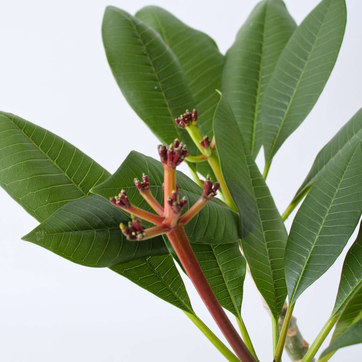 Blooming Houseplants Hawaii-Palme Weiß - Plumeria Rubra - Höhe 55-70Cm - ⌀17Cm