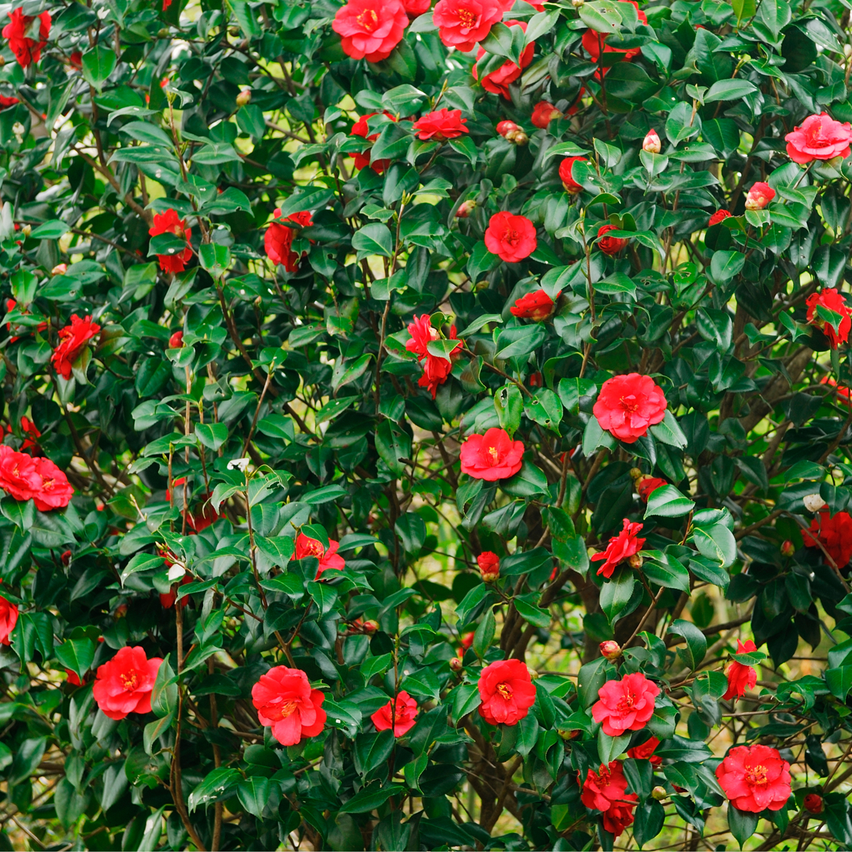 Roses Japanische Rose - 2 Stk - Camellia Japonica Lady Campbell - Höhe 50-60Cm - ⌀15Cm