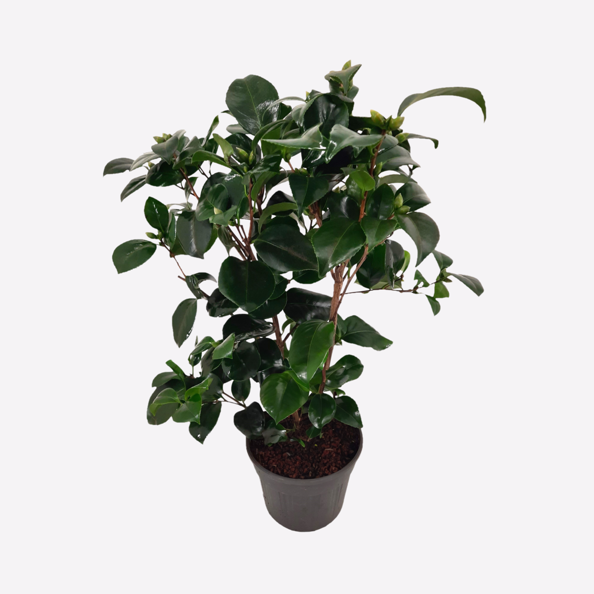 Roses Japanische Rose - Camellia Japonica 'Lady Campbell' - Höhe 50-60Cm - ⌀15Cm