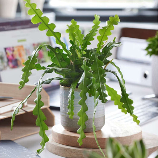 Hanging Plants Sägeblattkaktus - 2 Stk - Epiphyllum 'Anguliger' - Höhe 30-40Cm - ⌀15Cm