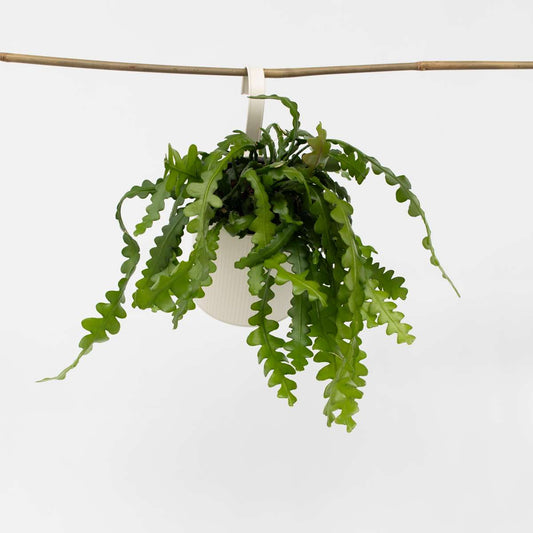 Hanging Plants Sägeblattkaktus - Epiphyllum 'Anguliger' - Höhe 30-40Cm - ⌀15Cm