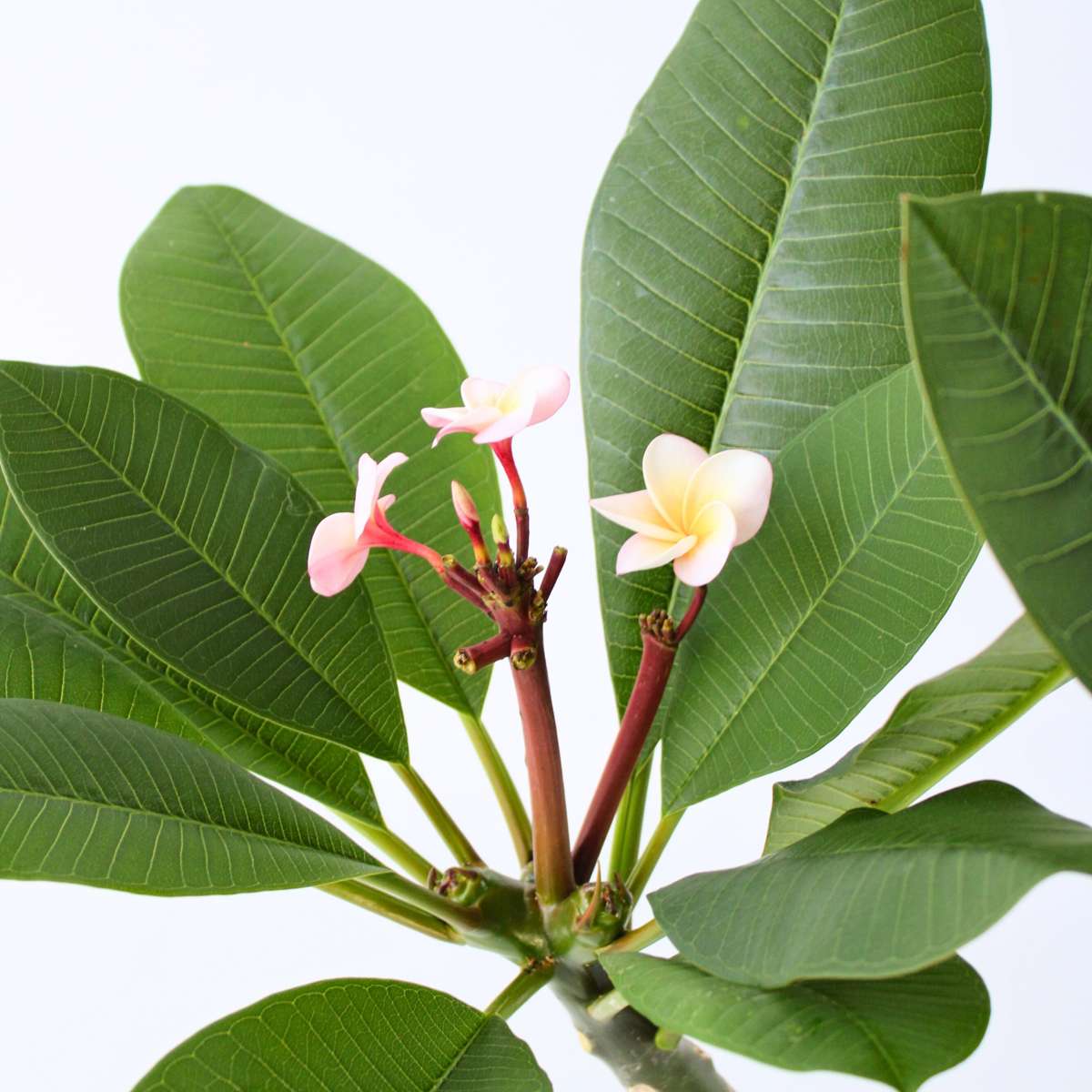 Blooming Houseplants Hawaii-Palme - Plumeria Rubra 'Rosa' - Höhe 55-70Cm - ⌀17Cm