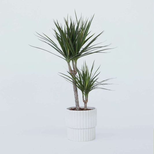 Dracaena Drachenbaum - Dracaena Marginata - Höhe 70-80Cm - ⌀17Cm