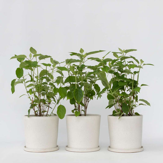 Hydrangea Hortensie - 3 Stk - Hydrangea 'Strong Annabelle' - Höhe 30-40Cm - ⌀19Cm