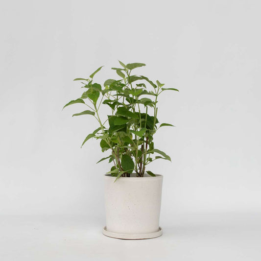 Hydrangea Hortensie - Hydrangea 'Strong Annabelle' - Höhe 30-40Cm - ⌀19Cm