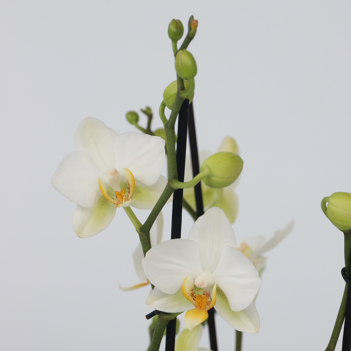 Phalaenopsis Schmetterlingsorchidee - Phalaenopsis Multiflora - Höhe 35-45Cm - ⌀12Cm