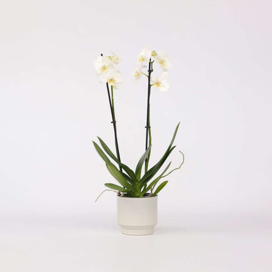 Phalaenopsis Schmetterlingsorchidee - Phalaenopsis - Höhe 50-60Cm - ⌀12Cm