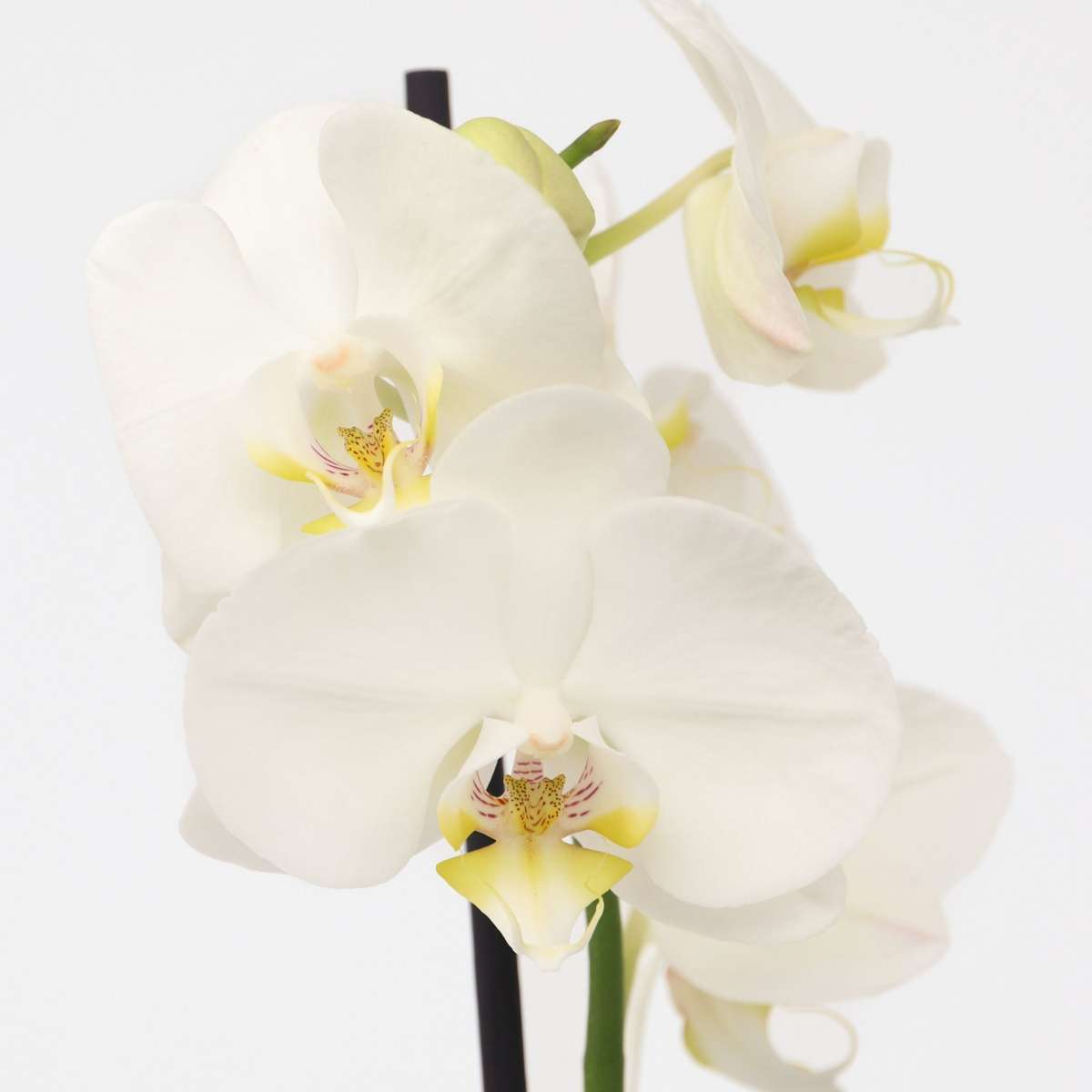 Phalaenopsis Schmetterlingsorchidee - Phalaenopsis - Höhe 50-60Cm - ⌀12Cm