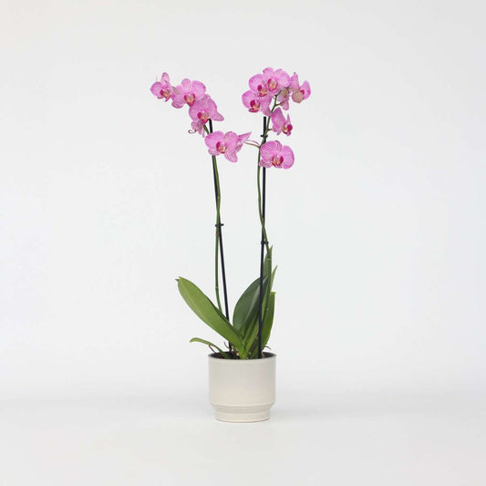 Phalaenopsis Schmetterlingsorchidee - Phalaenopsis - Höhe 50-60Cm - ⌀12Cm