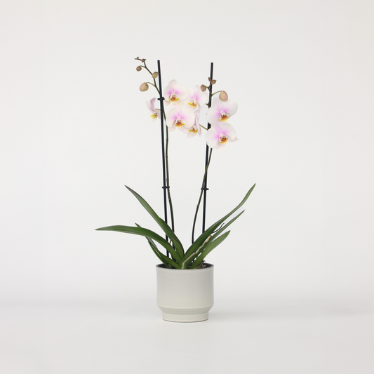 Phalaenopsis Schmetterlingsorchidee - Phalaenopsis - Höhe 50-60Cm - ⌀12Cm