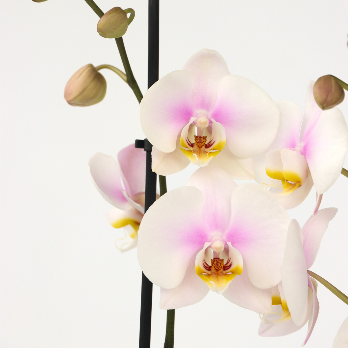 Phalaenopsis Schmetterlingsorchidee - Phalaenopsis - Höhe 50-60Cm - ⌀12Cm