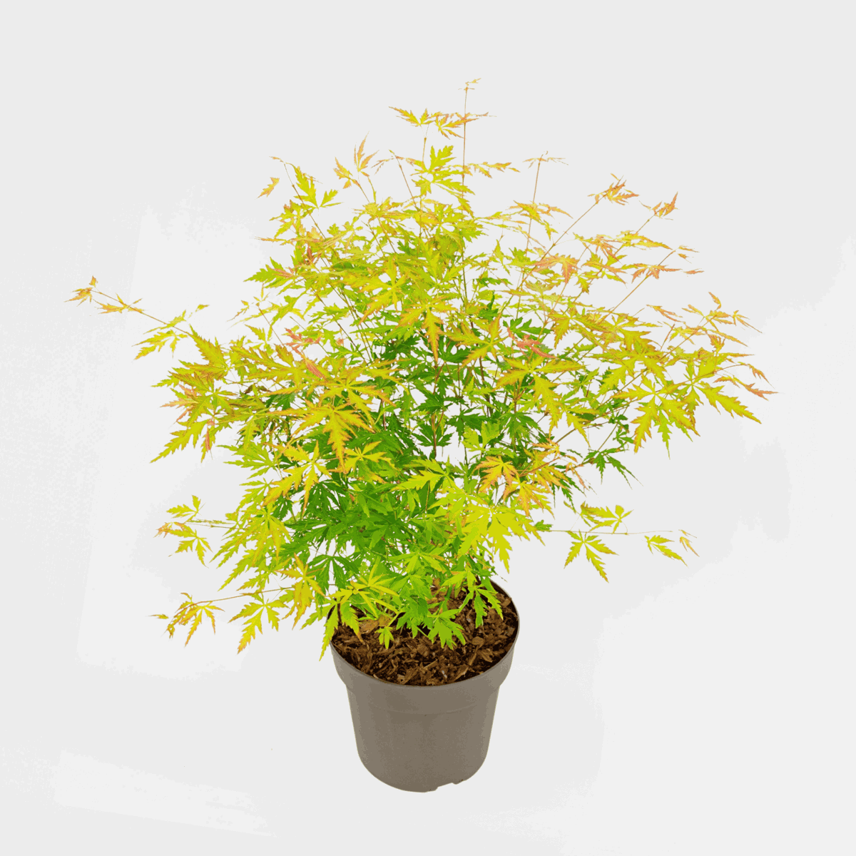 Japanese Maples Japanischer Ahorn - Acer Palmatum 'Orange Lace' - Höhe 60-70Cm - ⌀19Cm