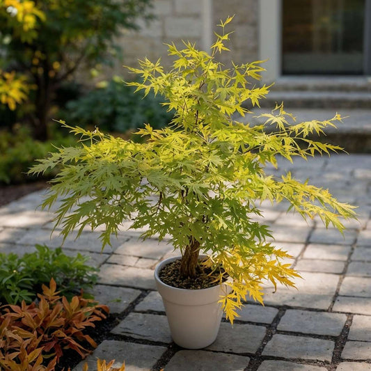Japanese Maples Japanischer Ahorn - Acer Palmatum 'Orange Lace' - Höhe 60-70Cm - ⌀19Cm
