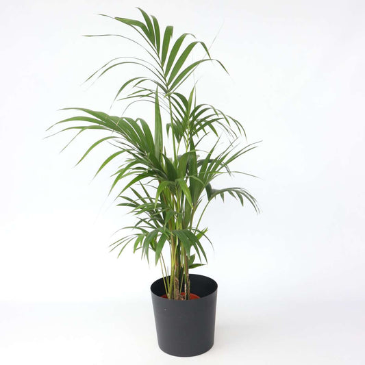 Indoor Palms Kentia Palme - Howea Forsteriana - Höhe 130-140Cm - ⌀21Cm