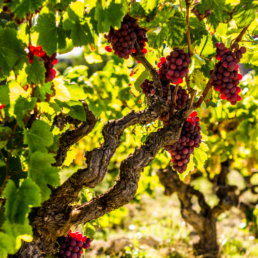 Fruit Trees Traubenpflanze - 3 Stk - Vitis Vinifera 'Pinot Gris' - Höhe 25-40Cm - ⌀9Cm