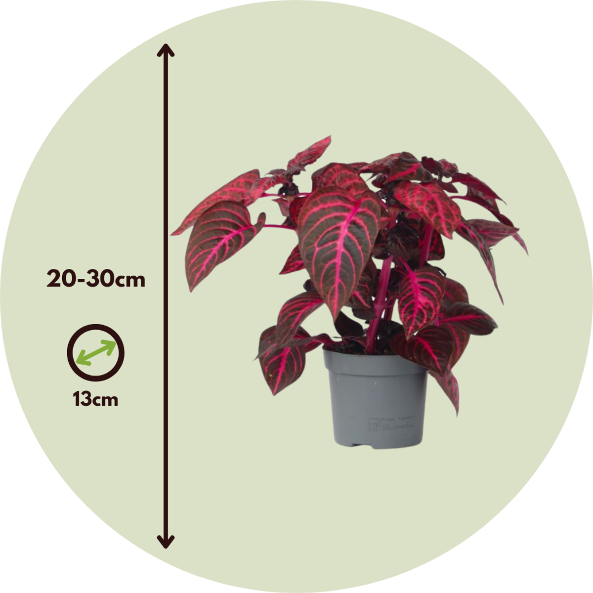 Other Green Houseplants Blutblatt - 2 Stk - Iresine Herbstii - Höhe 20-30Cm - ⌀13Cm