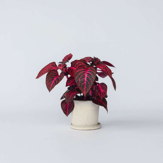 Other Green Houseplants Blutblatt - Iresine Herbstii - Höhe 20-30Cm - ⌀13Cm