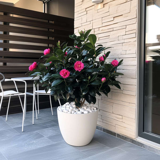 Roses Japanische Rose - 2 Stk - Camellia Japonica 'Dr. King' - Höhe 50-60Cm - ⌀15Cm