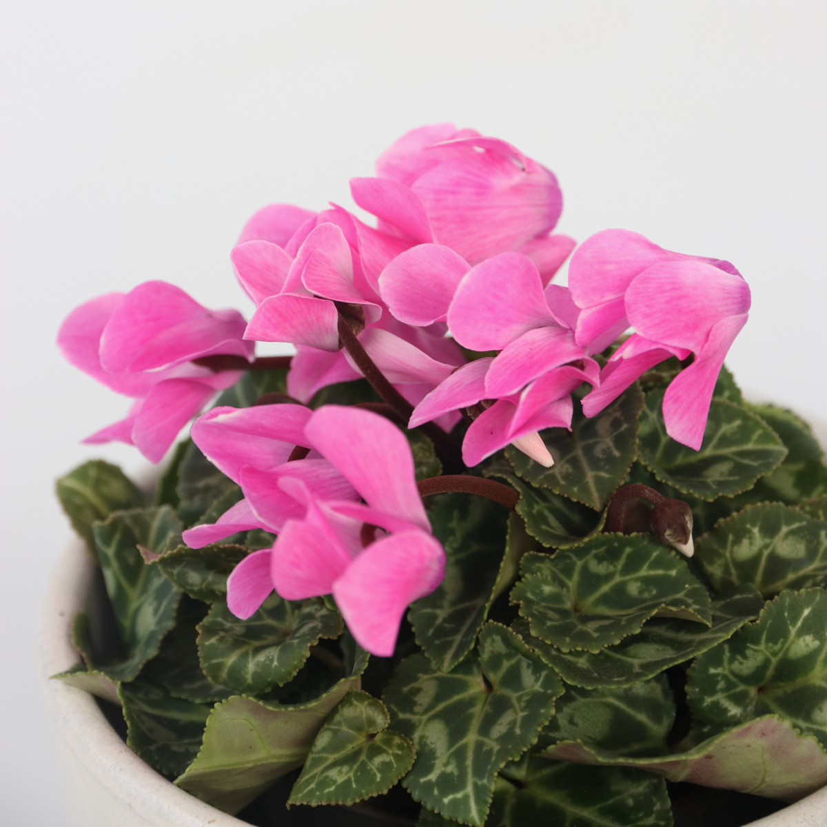 Other Garden Plants Alpenveilchen - 3 Stk - Cyclamen Persicum - Höhe 10-20Cm - ⌀9Cm