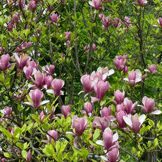 Magnolia Magnolie - 3 Stk - Magnolia 'Susan' - Höhe 25-40Cm - ⌀9Cm