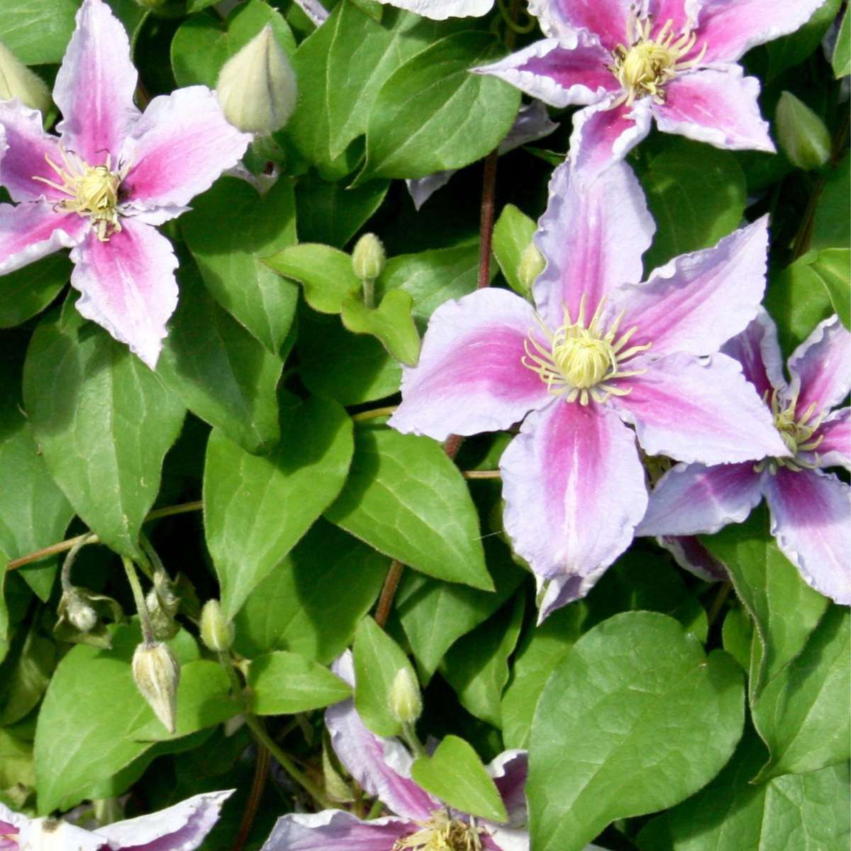 Climbers Klematis - 3 Stk - Clematis 'Hagley Hybrid' - Höhe 25-40Cm - ⌀9Cm