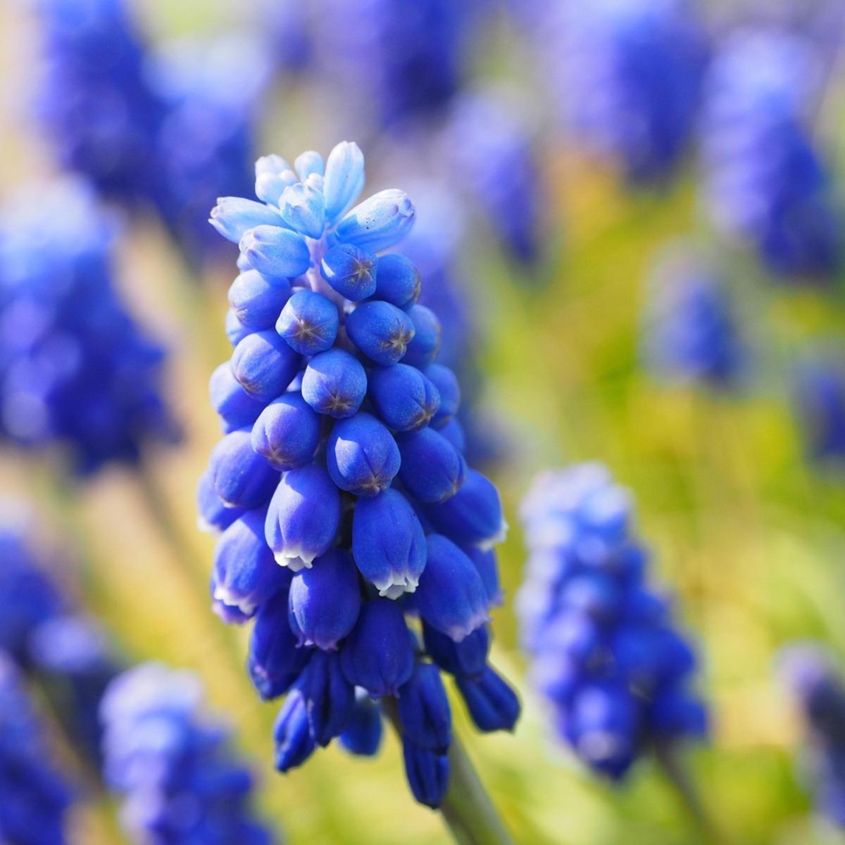 Grape Hyacinth Traubenhyazinthen - 200 Stk - Muscari Armeniacum - Blumenzwiebeln - Blau