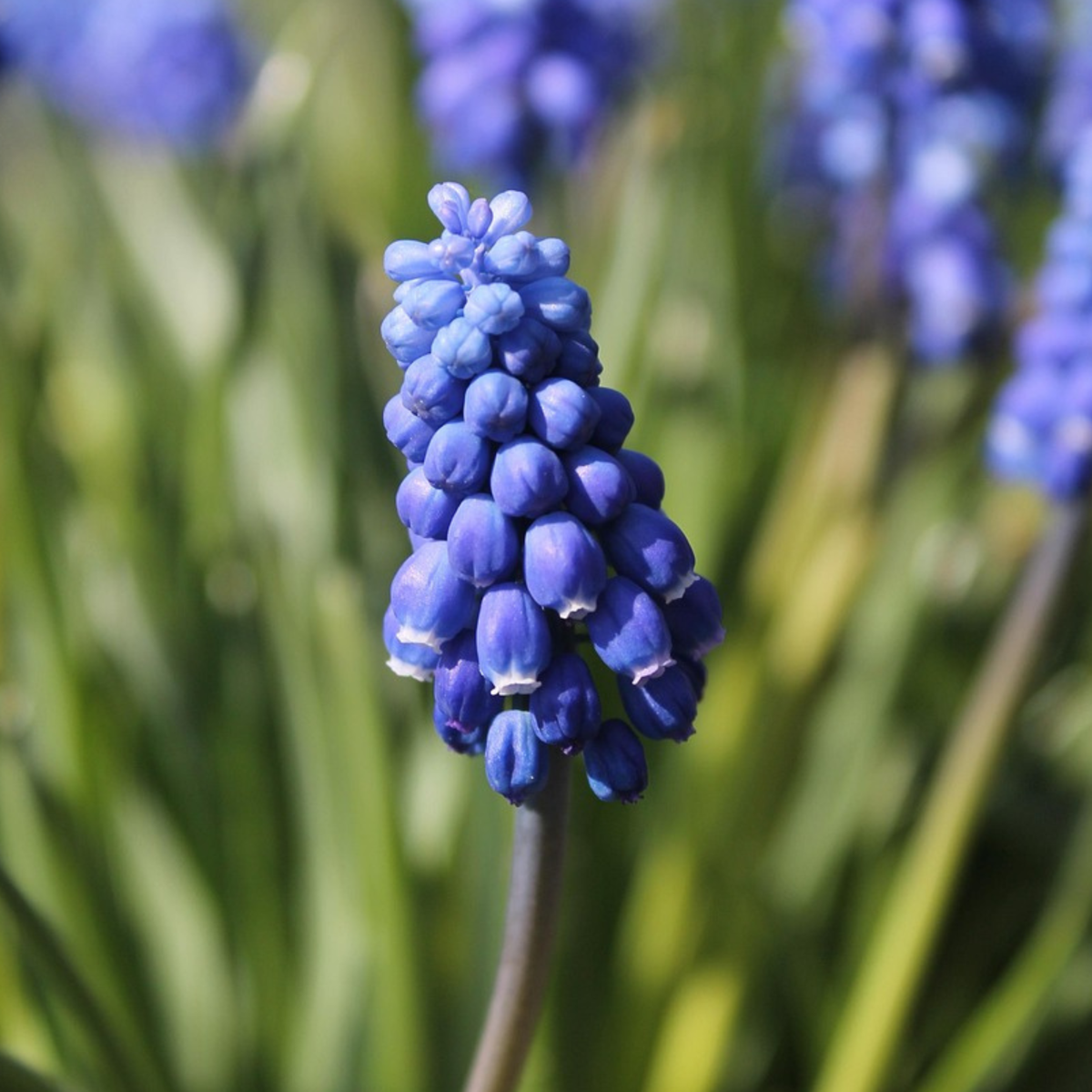 Grape Hyacinth Traubenhyazinthen - 100 Stk - Muscari Armeniacum - Blumenzwiebeln - Blau