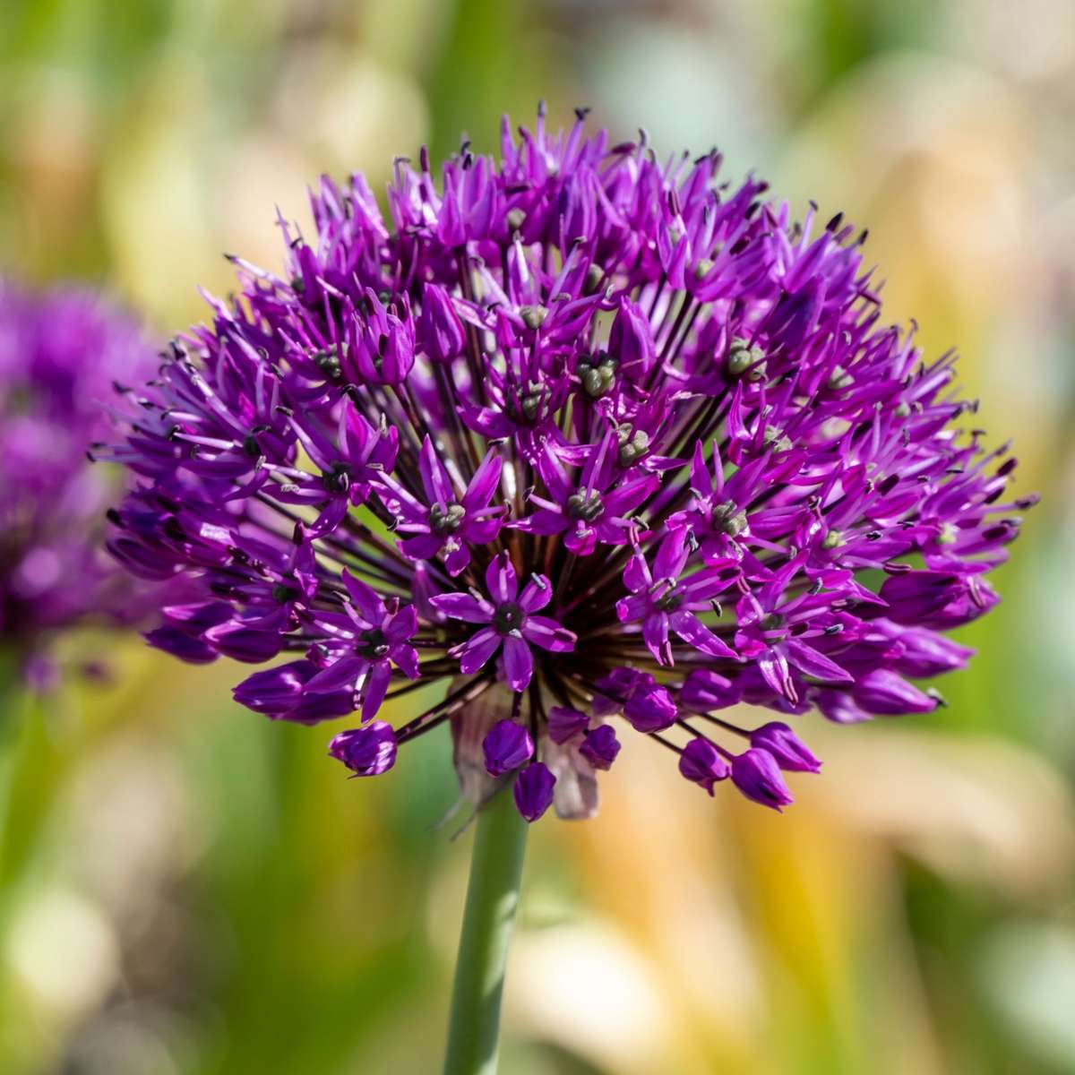 Alliumzwiebeln - 60 Stk - Allium 'Purple Sensation' - Blumenzwiebeln - Lila