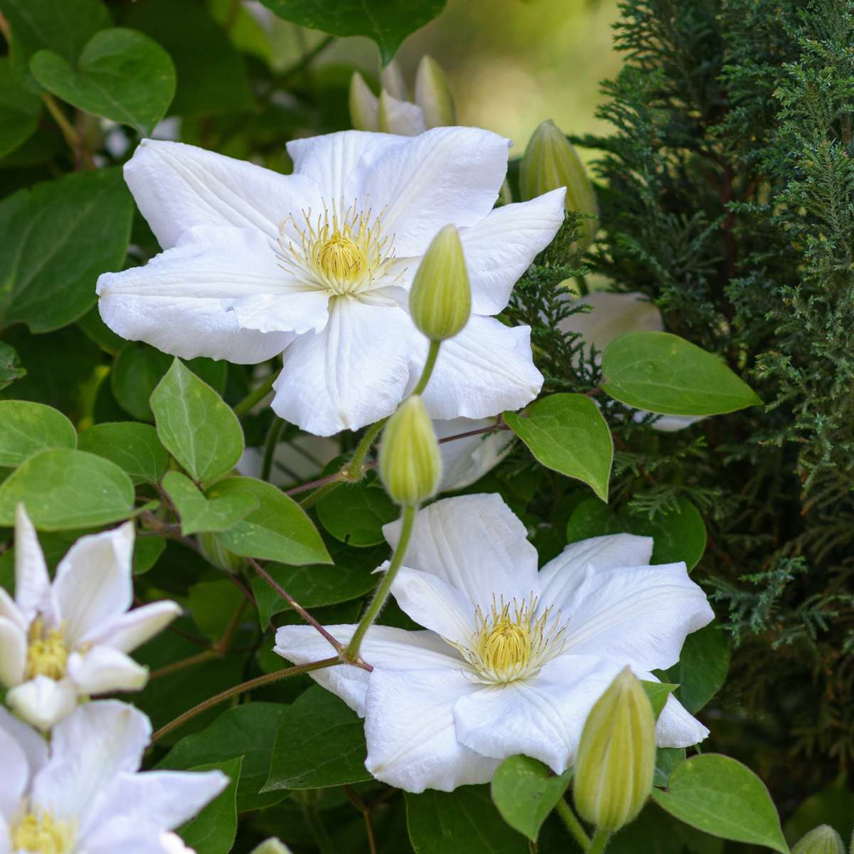 Climbers Klematis - 3 Stk - Clematis Hybrid 'Mme Le Coultre' - Höhe 25-40Cm - ⌀9Cm