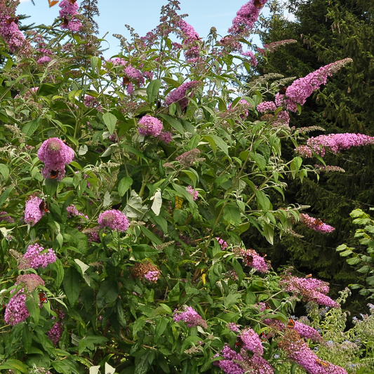 Buddleja Shrubs Schmetterlingsfliedern - 3 Stk - Buddleja 'Pink Delight' - Höhe 25-40Cm - ⌀9Cm