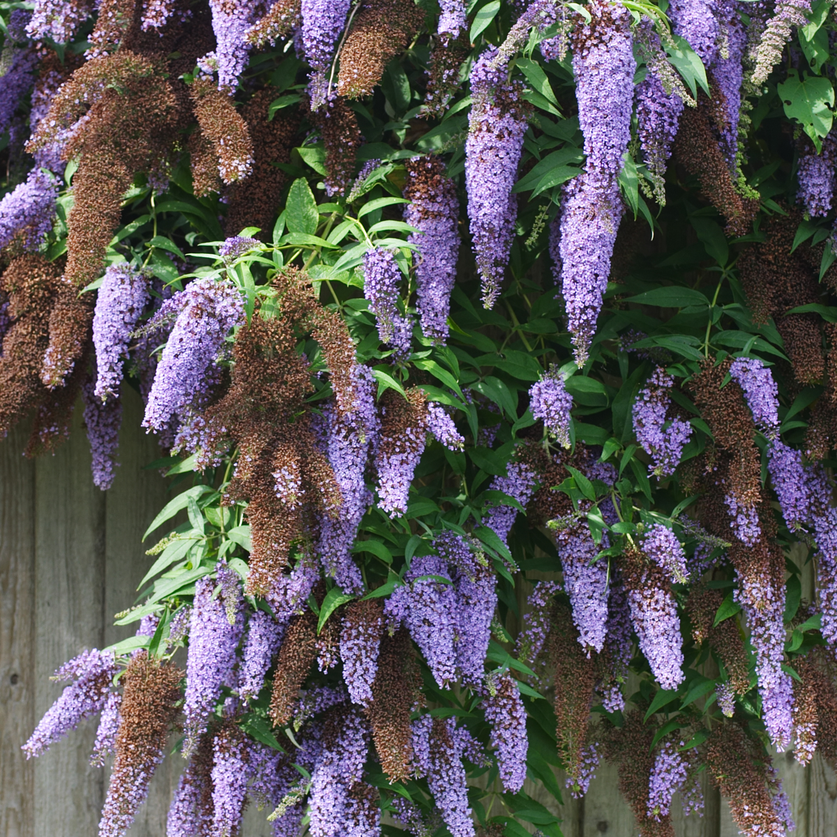 Buddleja Shrubs Schmetterlingsfliedern - 3 Stk - Buddleja 'Nanho Blue' - Höhe 25-40Cm - ⌀9Cm