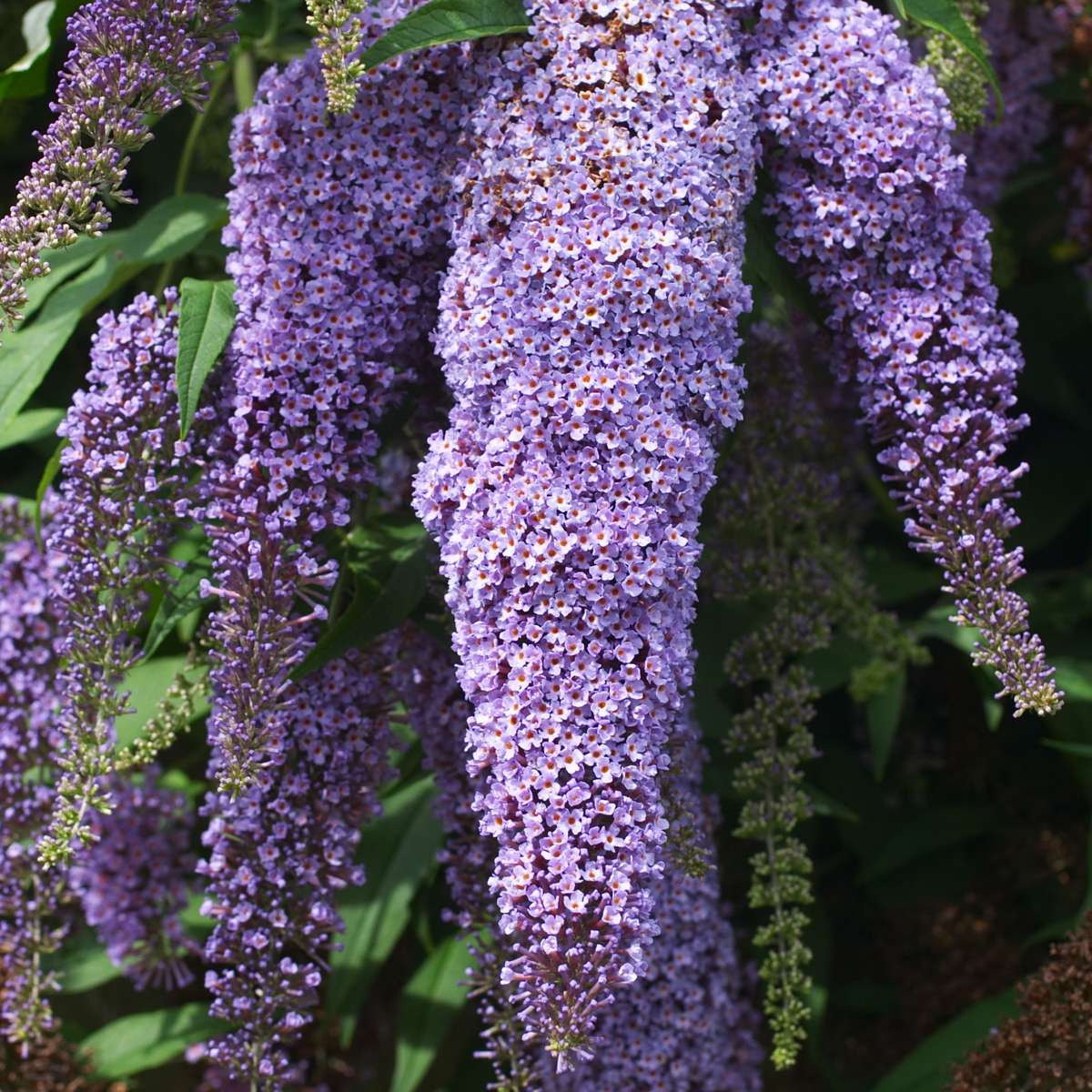 Buddleja Shrubs Schmetterlingsfliedern - 3 Stk - Buddleja 'Nanho Blue' - Höhe 25-40Cm - ⌀9Cm